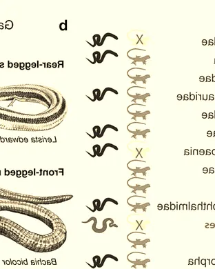 Evolution of a Snake: The Showgirl Experience