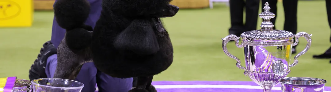 Westminster Kennel Club Dog Show